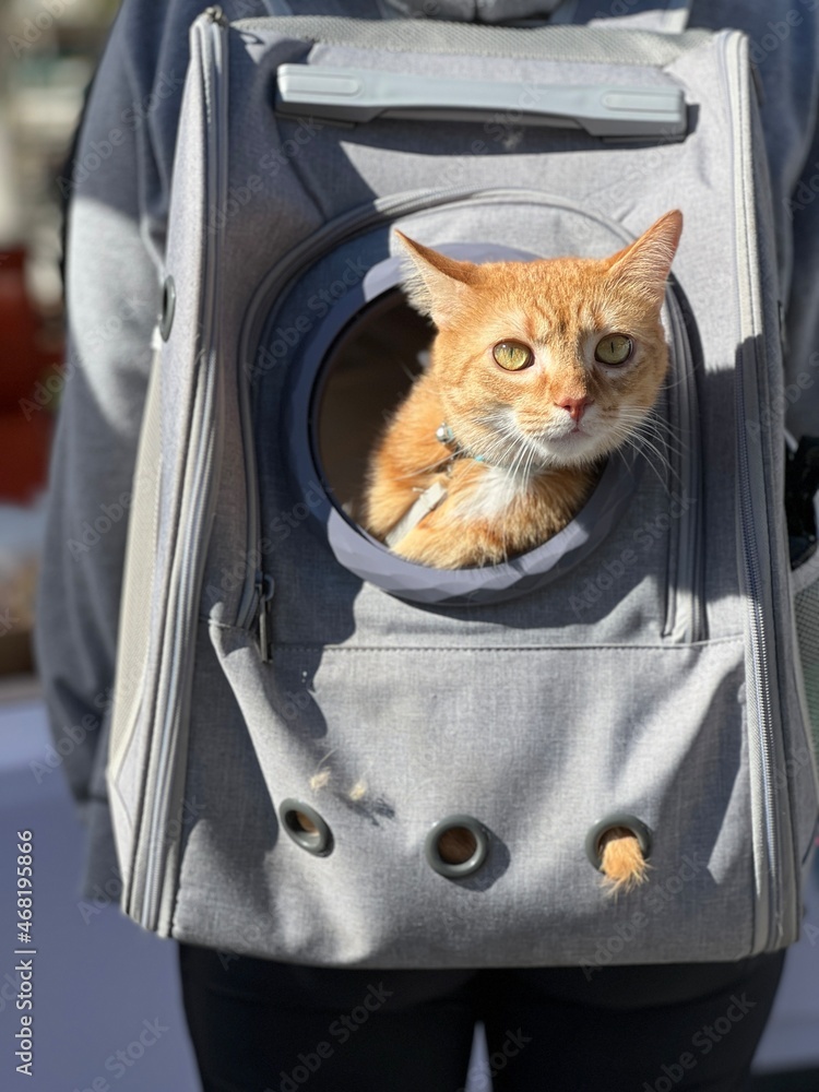 cat in a travel backpack providing companionship while exploring 