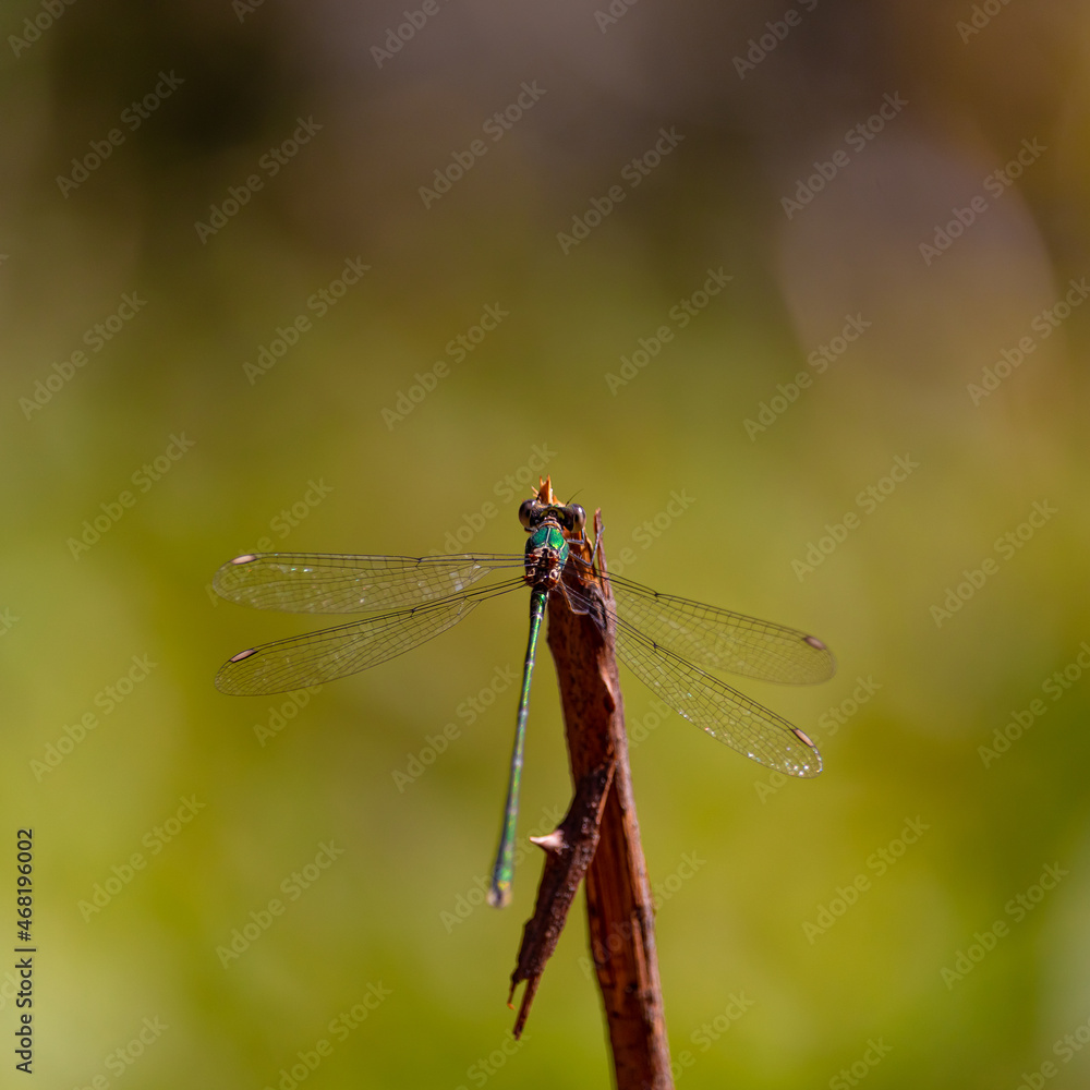 Sympetrum fonscolombii or Dragon fly, resting on a branch. Sympetrum fonscolombii or Dragon fly, resting on a branch.
