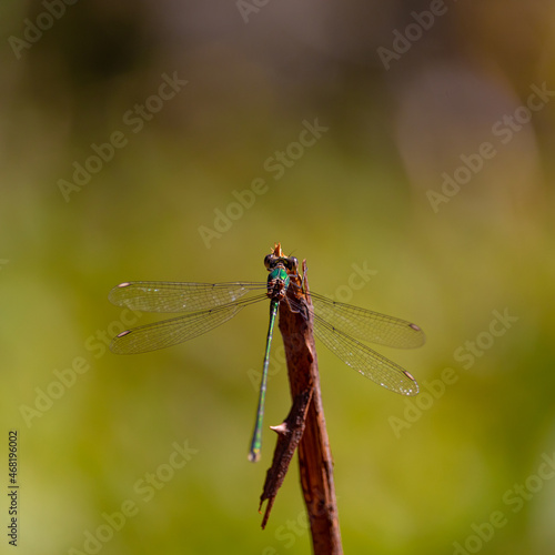 Sympetrum fonscolombii or Dragon fly, resting on a branch.