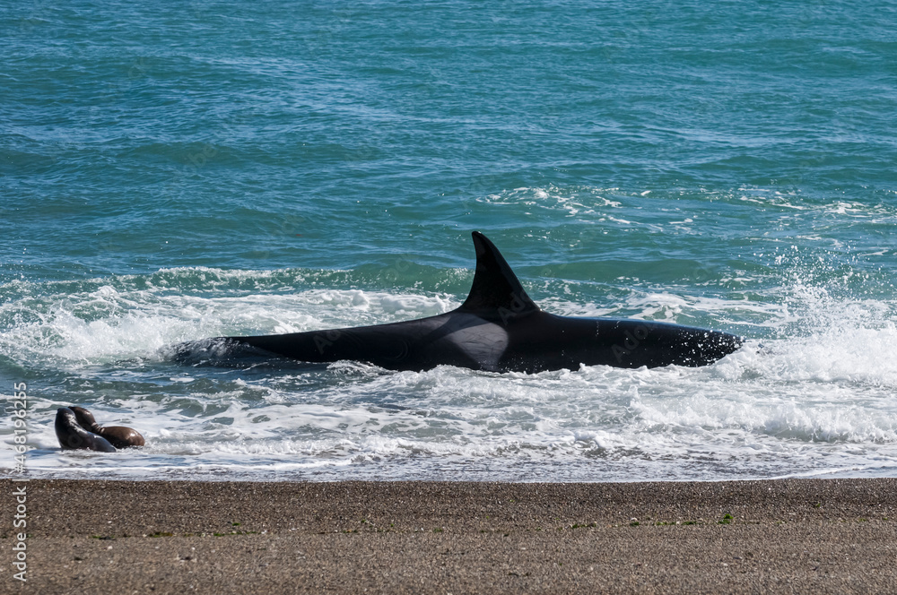 Fototapeta premium Orca attacking sea lions,Peninsula Valdes, Patagonia Argentina