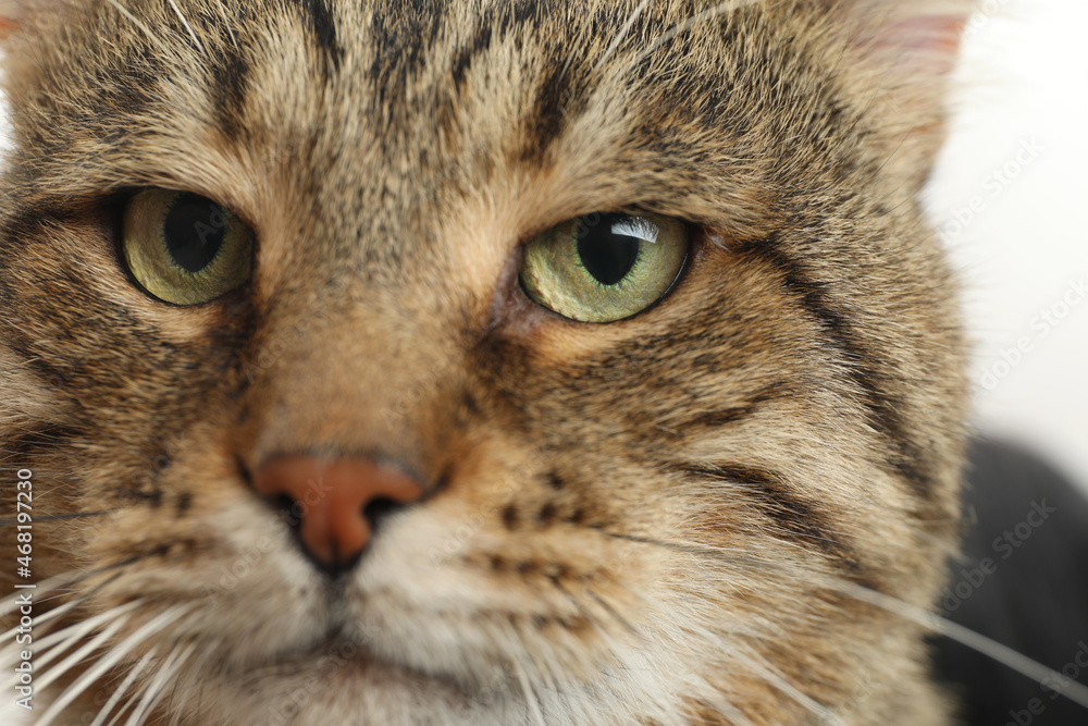 Closeup view of tabby cat with beautiful eyes on light background Closeup view of tabby cat with beautiful eyes on light background