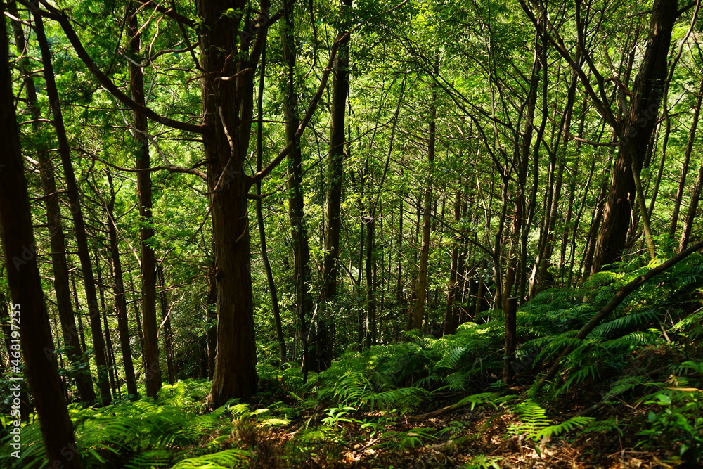 Scenic Lush Green Pine Tree Mountain Landscape, Kumano Kodo, in Mie, Japan - 日本 三重 熊野古道 馬越峠 山林