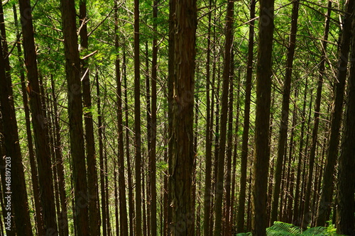 Scenic Lush Green Pine Tree Mountain Landscape  Kumano Kodo  in Mie  Japan -                                            
