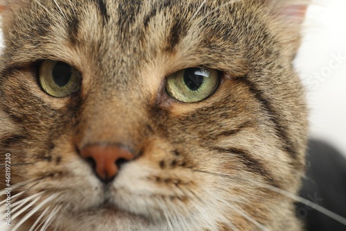 Closeup view of tabby cat with beautiful eyes on light background