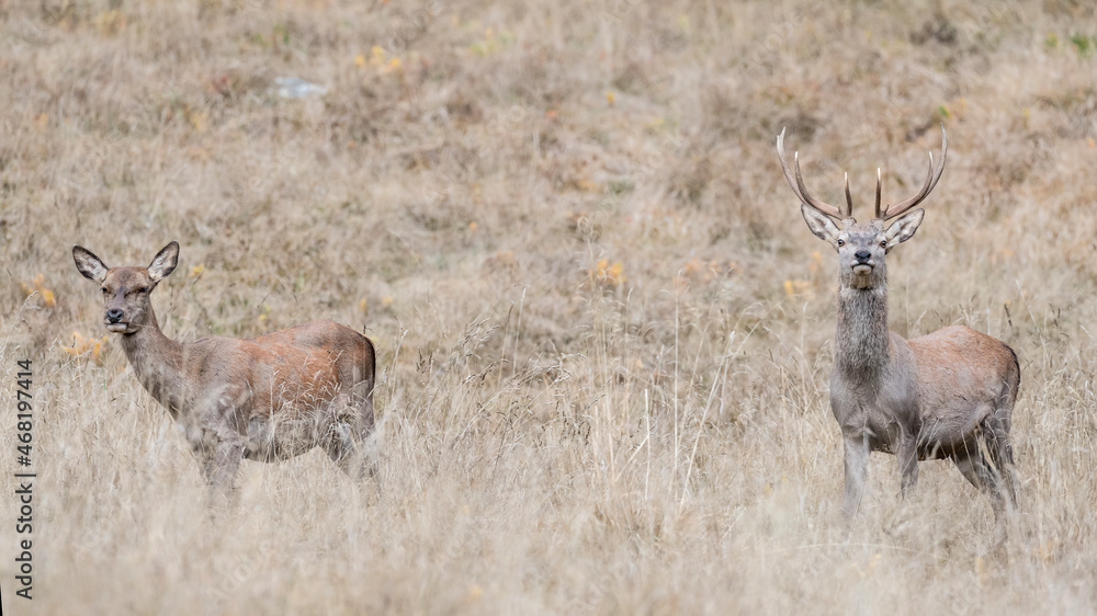 Deer male and female in the wild (Cervus elaphus)