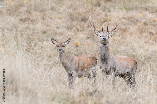 All on alert, deer male and female in the wild (Cervus elaphus)