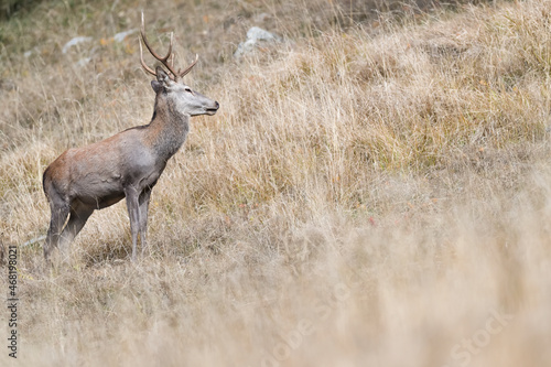 Portrait of deer male in mountain region (Cervus elaphus)
