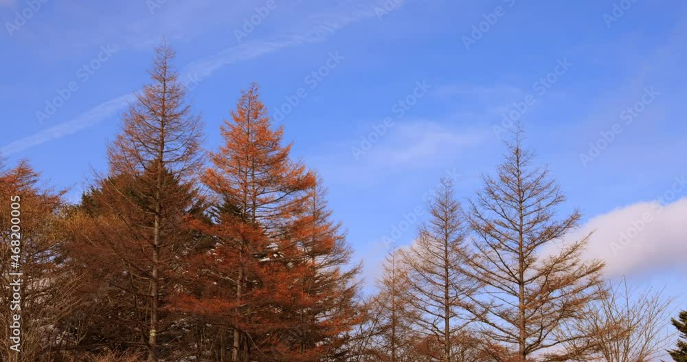 山の上の紅葉した木と青空と流れる雲