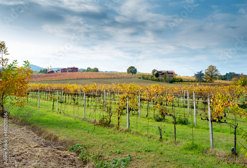 Autumnal vineyards on the rolling hills of Bologna countryside. Crespellano, Bologna province, Emilia-Romagna, Italy
