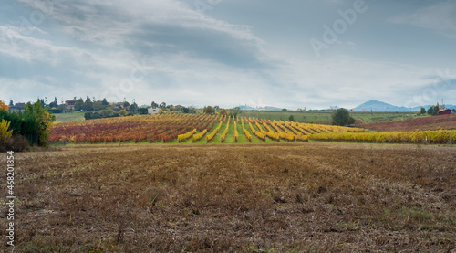 Autumnal vineyards and harvested corn fields on the rolling hills of Bologna countryside. Crespellano, Bologna province, Emilia-Romagna, Italy