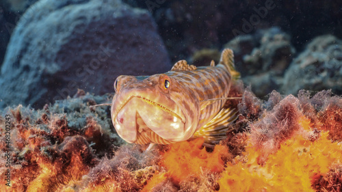 Seascape with Sand Diver  coral and sponge in coral reef of Caribbean Sea  Curacao