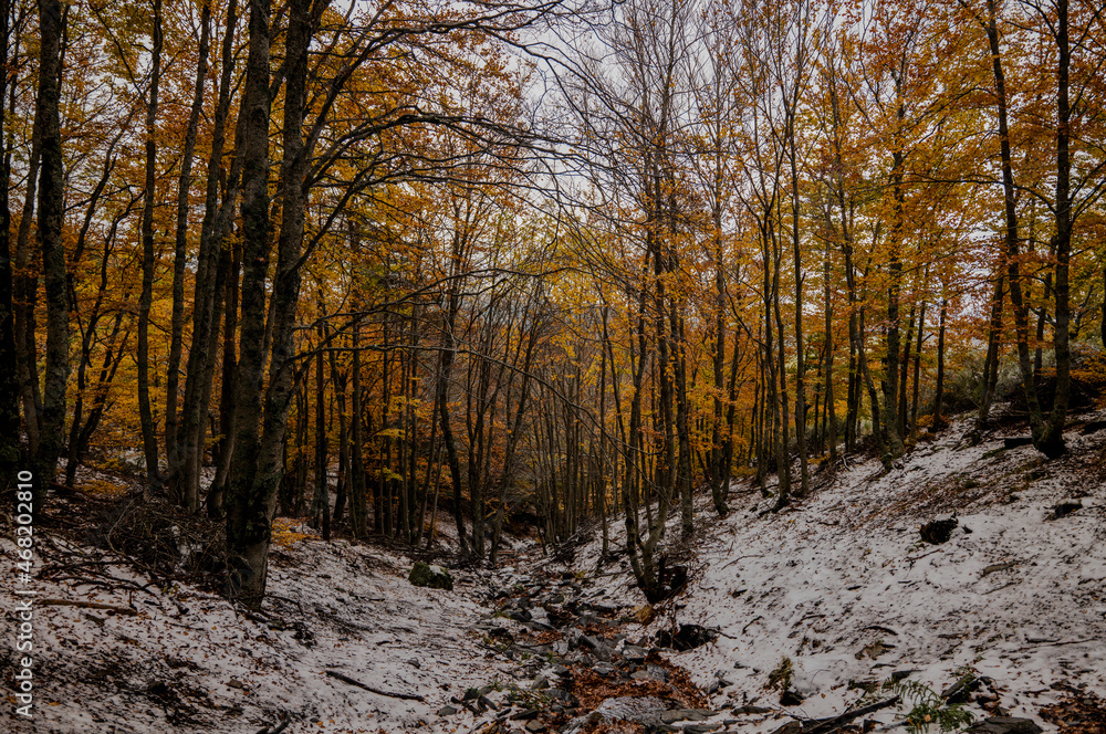 Landscape of beech forest in autumn, in Tejera Negra, Cantalojas, Guadalajara, Spain Landscape of beech forest in autumn, in Tejera Negra, Cantalojas, Guadalajara, Spain