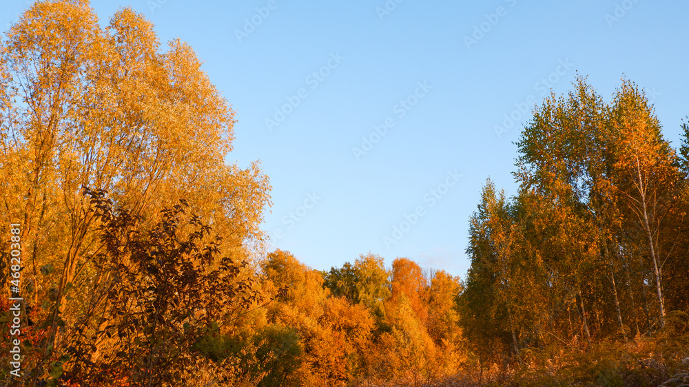 Fototapeta premium Autumn photo in gold tones. Yellow foliage on trees in the rays of the setting sun. Autumn background.