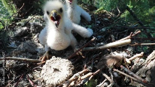 Rare footage of wasp eater hawk chicks in the nest. Two chicks at the top of the tree. White fluffy hawk chick protects second chick photo
