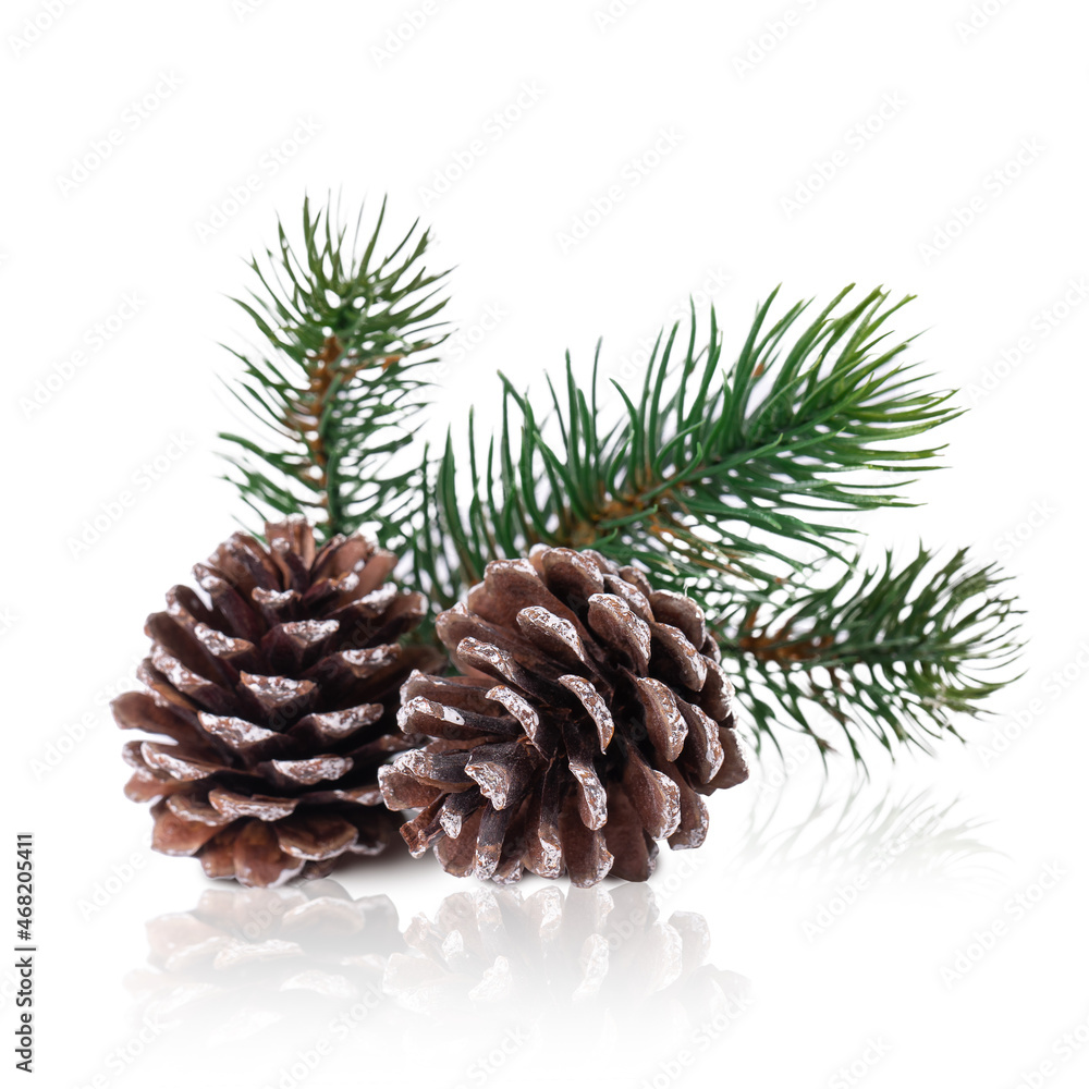 Fototapeta premium Two brown pine cones with green spruce branch on a white background with reflection
