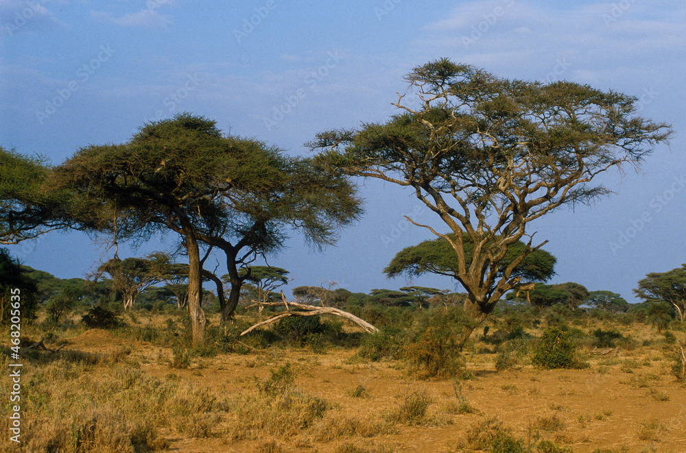 Acacia,  Acacia mellifera, Kenya