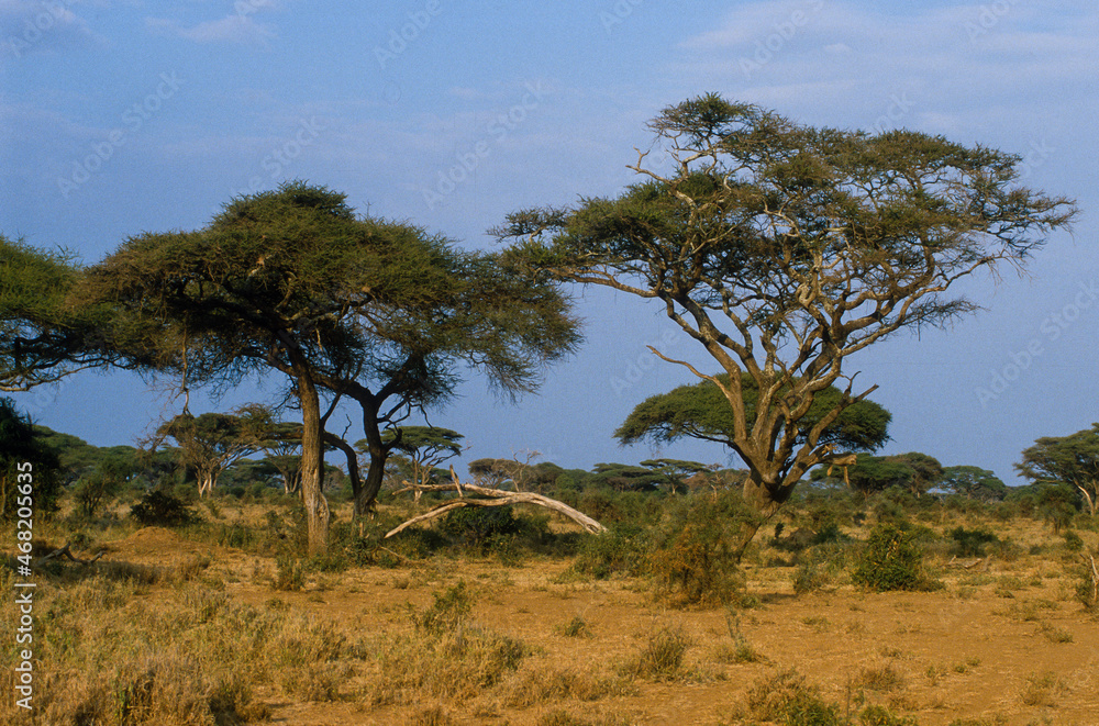 Acacia, Acacia mellifera, Kenya Acacia, Acacia mellifera, Kenya
