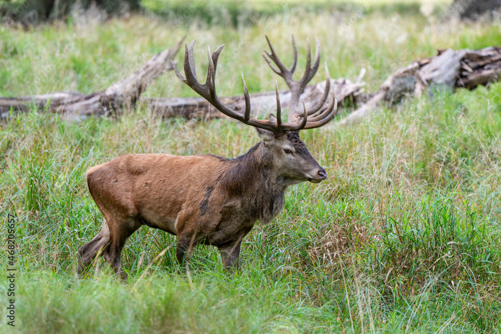 Cerf élaphe, cerf , cervus elaphus