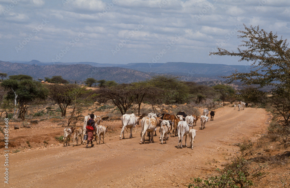 Berger Samburu, Chèvre, Capra hircus Linnaeus, Kénya