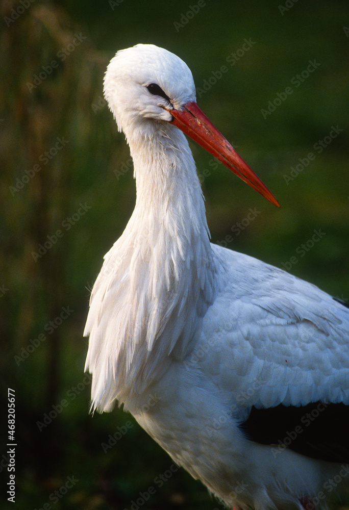 Fototapeta premium Cigogne blanche, .Ciconia ciconia, White Stork