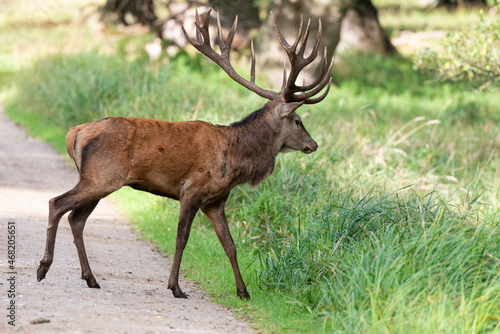 Cerf   laphe  cerf   cervus elaphus