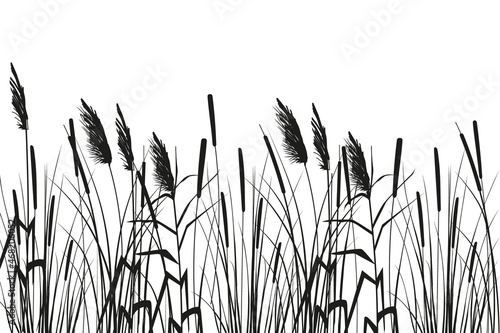 Vector hand drawing sketch with reeds Cane silhouette on white background. 