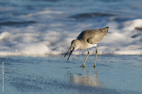 A willet swallowing a blue crab