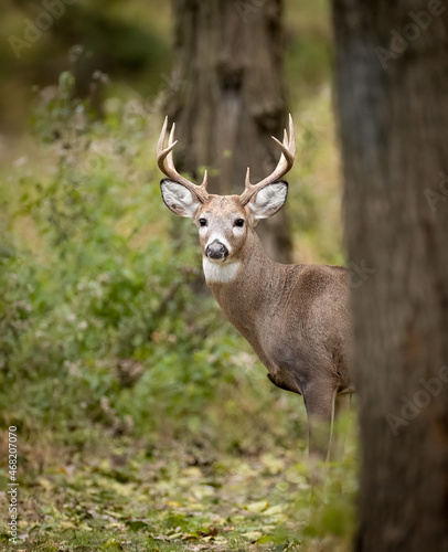 White Tailed Deer Buck © Harry Collins