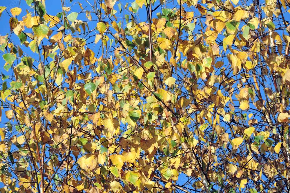 Yellow and green birch leaves at the beginning of autumn, blue sky in the background
Yellow and green birch leaves at the beginning of autumn, blue sky in the background