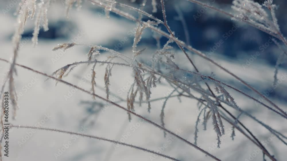 Dry grass in the snow in winter. Close-up Dry grass in the snow in winter. Close-up