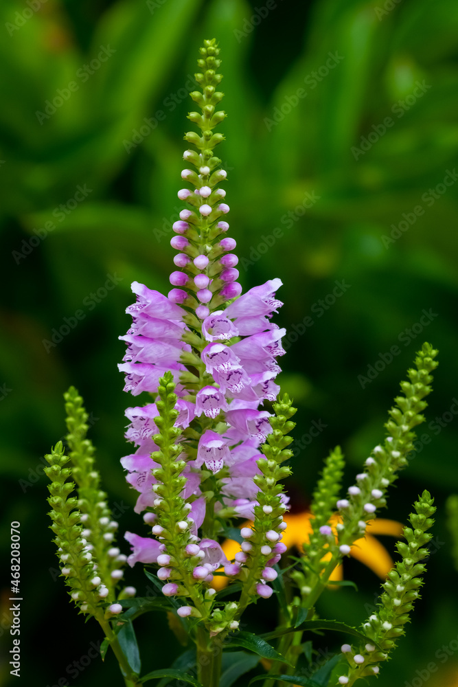 Obedient Plant (Physostegia virginiana) aka False Dragonhead, closeup in the summer sun