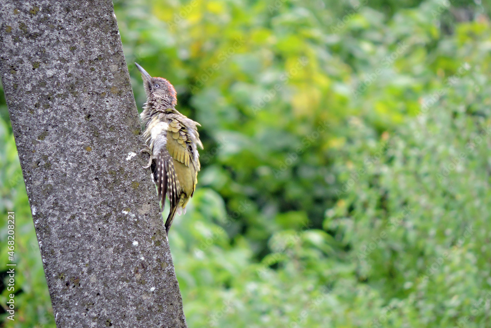 The juvenile molting European green woodpecker with ruffled feathers sitting on a concrete pylon, green blurred trees in the background
The juvenile molting European green woodpecker with ruffled feathers sitting on a concrete pylon, green blurred trees in the background