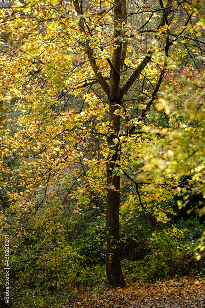 Arbre en automne Arbre en automne
