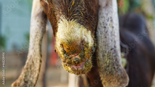 Infected a brown goat with mouth and foot diease. Contagious pustular dermatitis. A common diease in goat species. Contagious pustular dermatitis is a zoonotic. photo