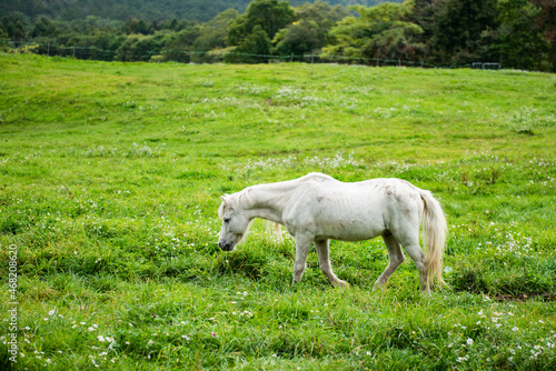 長野県戸隠牧場の放牧された白馬