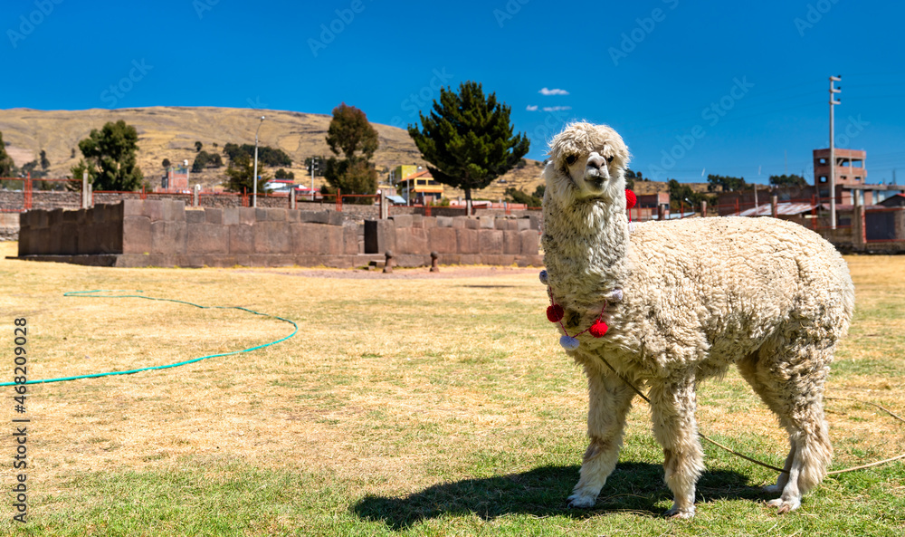 Fototapeta premium Alpaca at Inca Uyo Fertility Temple in Chucuito, Peru