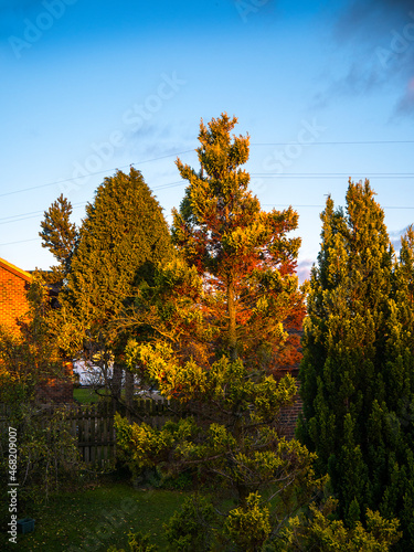 These are the autumn colours of the trees in my own garden. I have 18 fullgrown trees in my suburban garden which help provide oxygen and clean the air around my home.. 3 are fruit trees, the colours  photo
