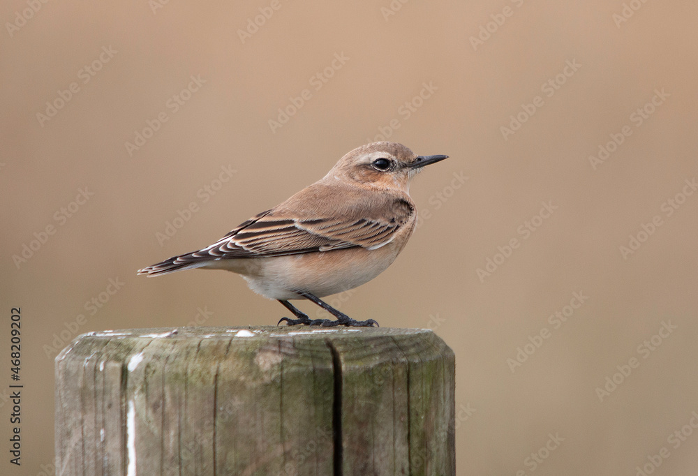Fototapeta premium Wheatear