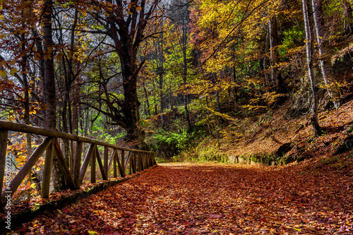 Autumn Forest near the Rilski Manastir in Bulgaria.