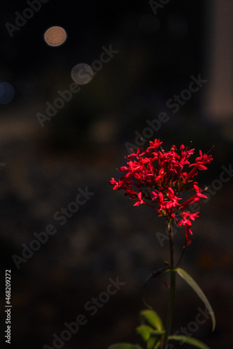 Red flower in autumn
