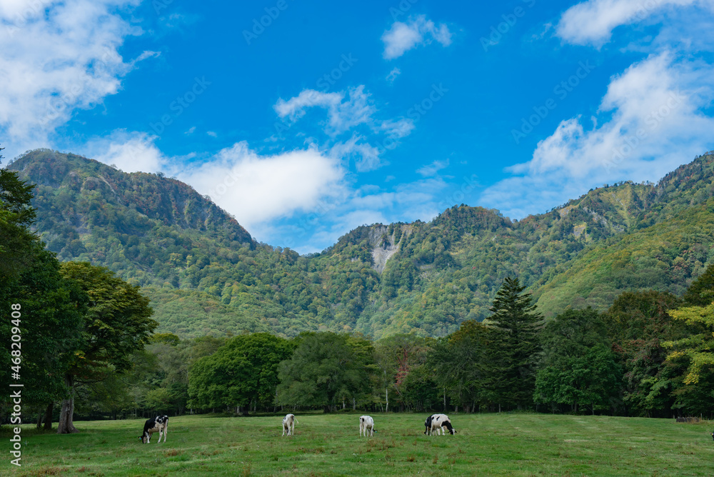 長野県戸隠牧場の放牧された乳牛