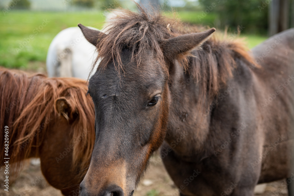 Fototapeta premium 長野県戸隠牧場の放牧された馬