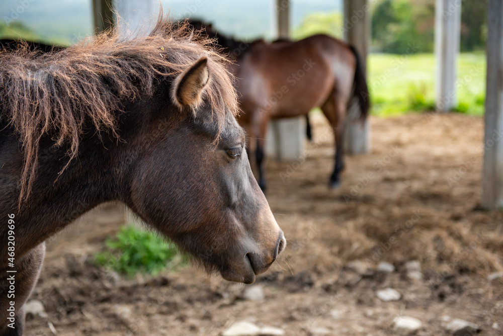 Fototapeta premium 長野県戸隠牧場の放牧された馬