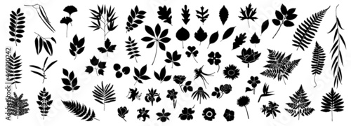 Vector Fern. Bamboo Branch. Leaf Set. Tropical Leaves Silhouette. Oak Leaves. Bracken Branch Shape. Jungle Flora Collection on White Background. Vector illustration.  photo