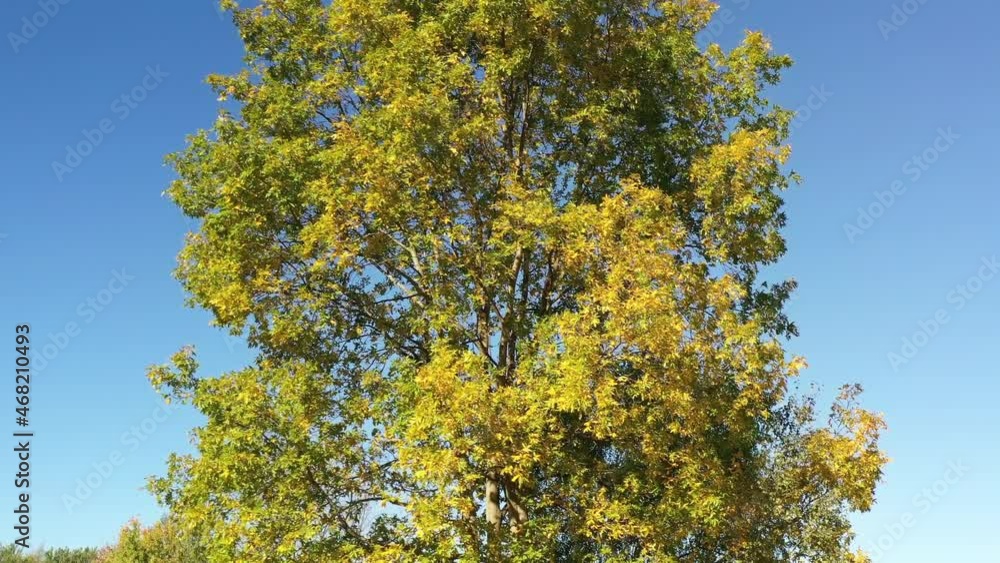 Gentle breeze blowing through trees with Fall colors during Autumn Gentle breeze blowing through trees with Fall colors during Autumn