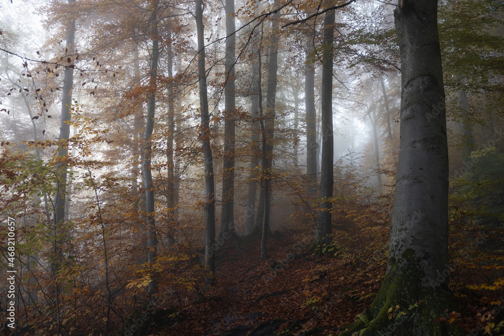 Obraz premium Herbstwald mit Nebel