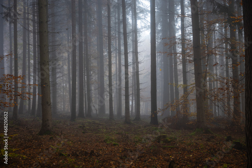 Im Nebelwald © Reiner Ugele