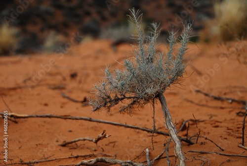 Desert Sage