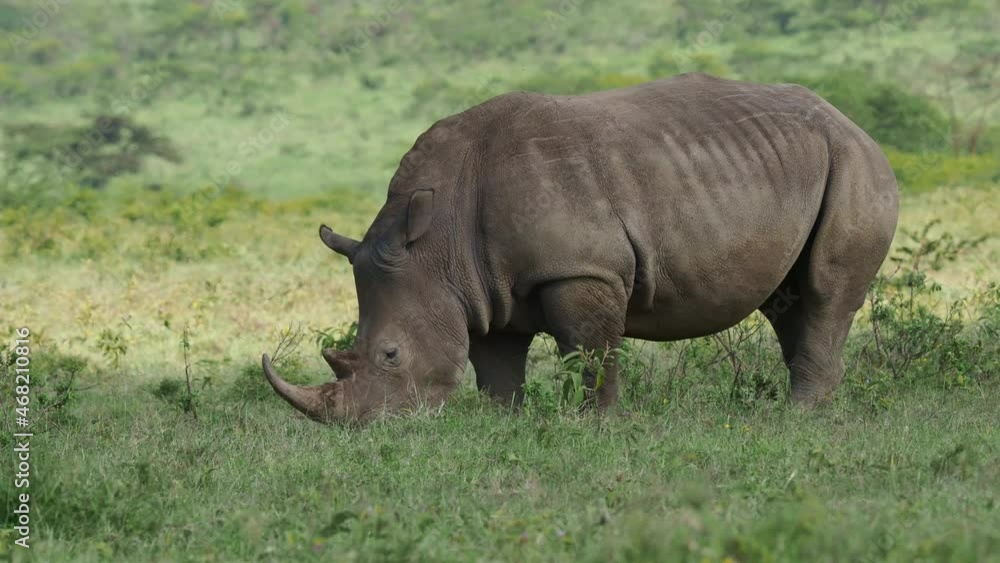 Southern White Rhinoceros or square-lipped rhinoceros - Ceratotherium simum simum, in Lake Nakuru National Park in Kenya, horned rhino feeding on grass, heavy body, large head. Southern White Rhinoceros or square-lipped rhinoceros - Ceratotherium simum simum, in Lake Nakuru National Park in Kenya, horned rhino feeding on grass, heavy body, large head.