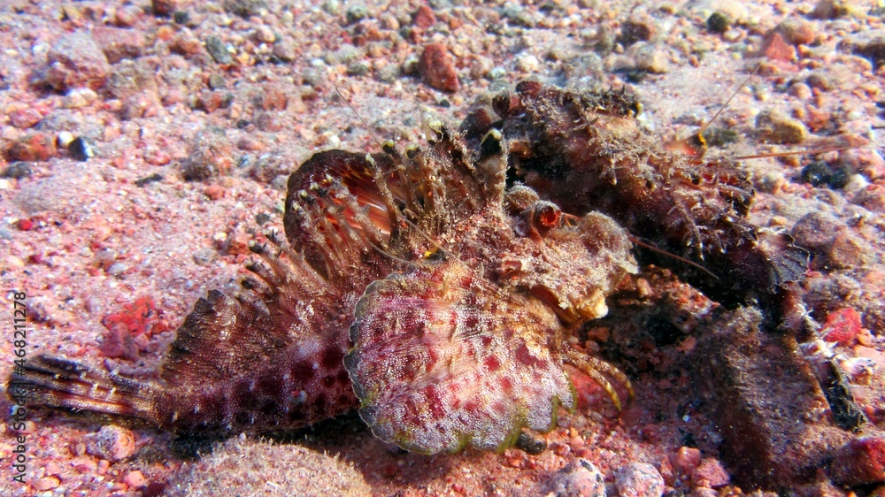 crab on the beach